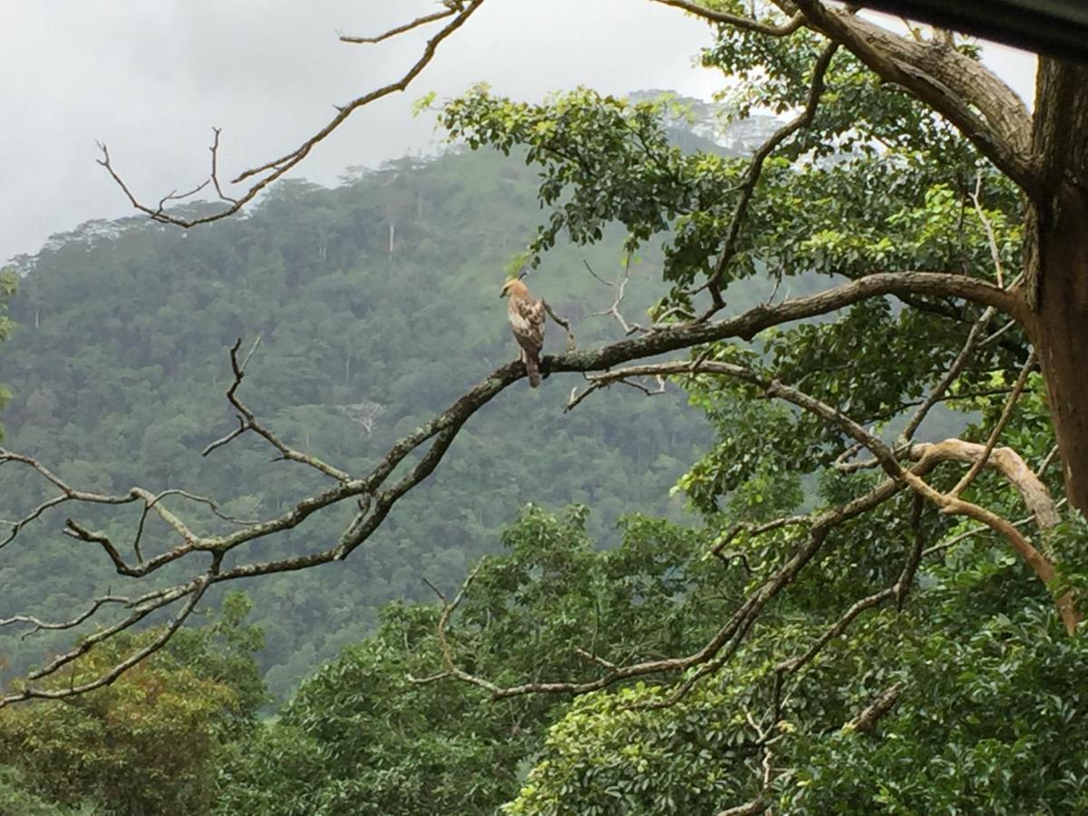 Rohana Estate Lodging & Camping Kandy Bagian luar foto